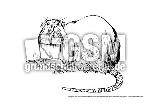 Ratte.pdf
